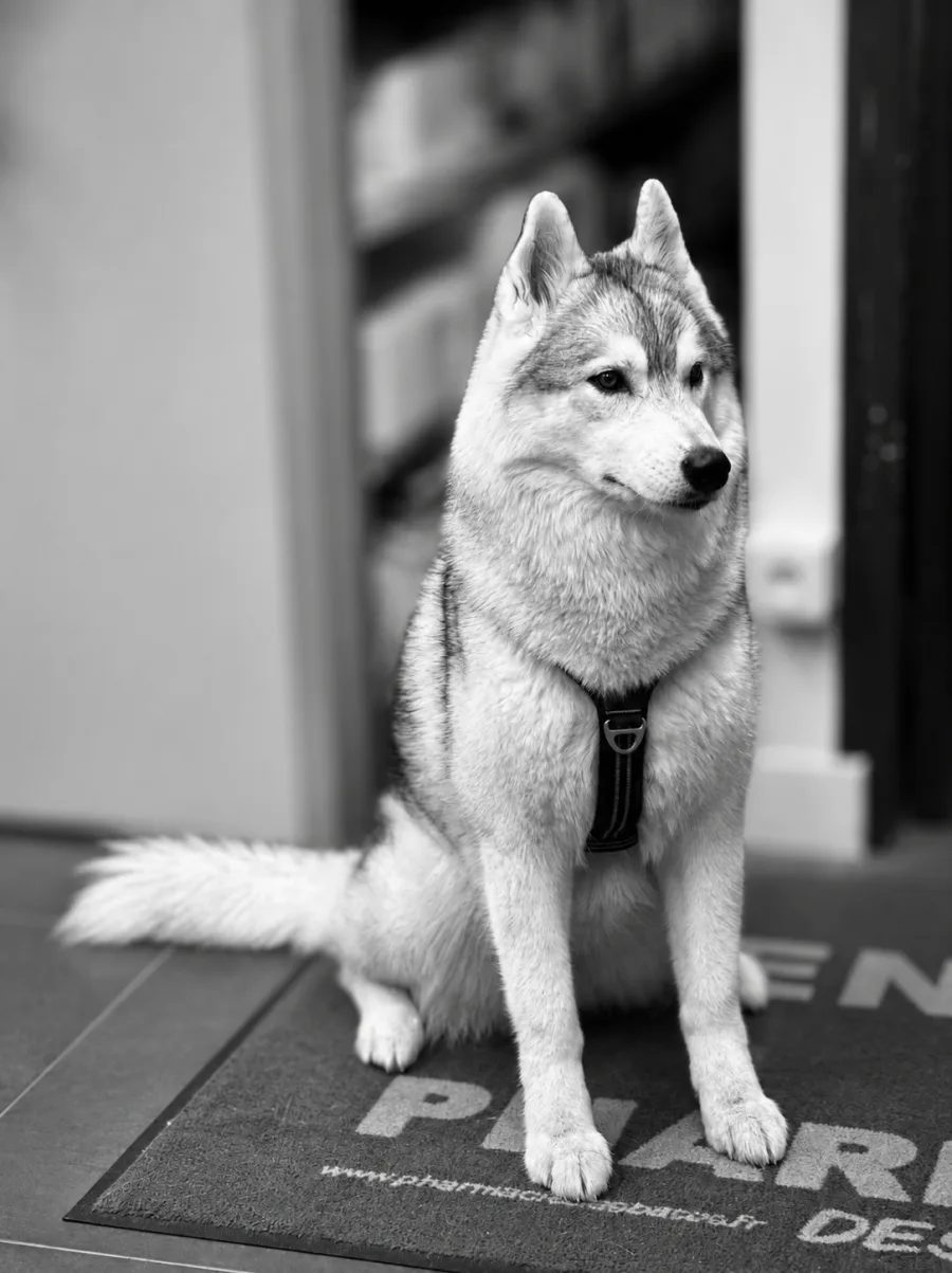 Photo de Tala